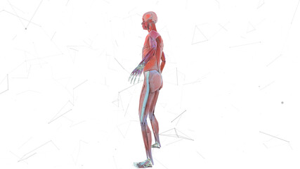3d rendered illustration of Female Musculature System v2. High quality 3d illustration