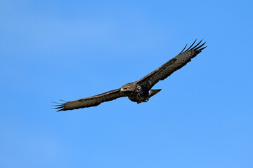 Common Buzzard (Buteo buteo) // Mäusebussard (Buteo buteo) 