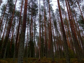 Deep forest in Europe with river and lake