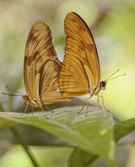 butterfly on leaf