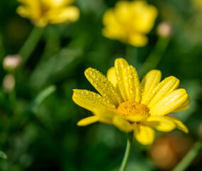 yellow flower with dew drops