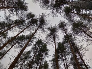 Deep forest in Europe with river and lake