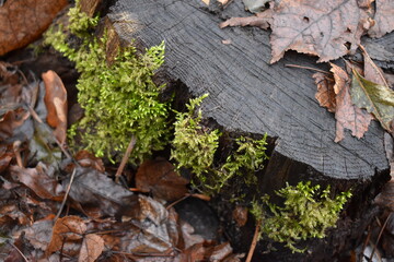 green moss on the stump