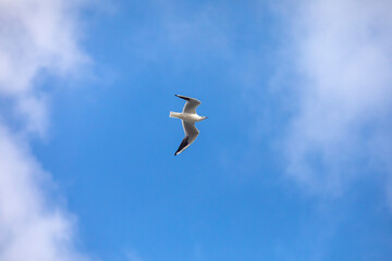 Bird Flying SEAGULL Isolated Sky Symbol of Freedom Concept. white seagull in the sky