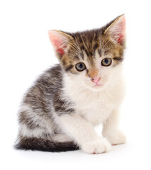 Kitten on white background.