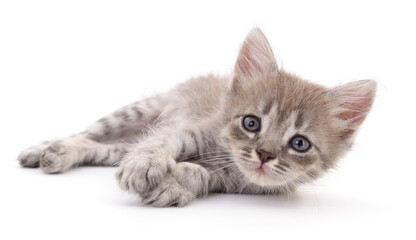 Kitten on white background.