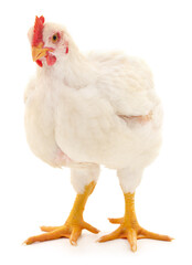 white hen isolated.