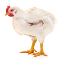 white hen isolated.