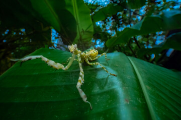 spider on a leaf
