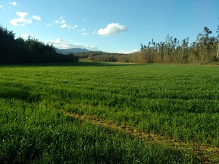 Obraz premium Campo de trigo en primavera en la zona de Girona (Catalunya)