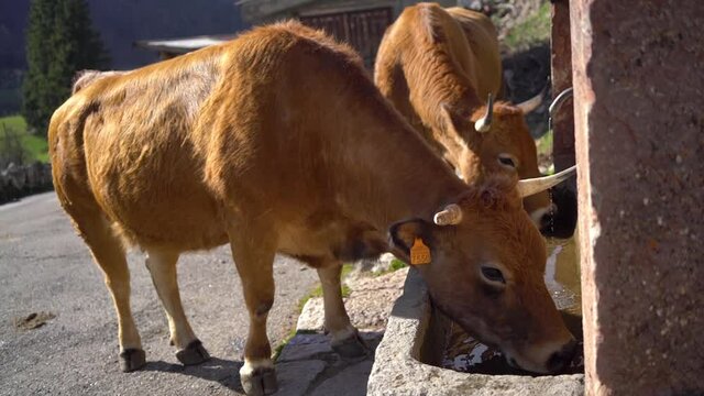 Varias vacas bebiendo de una fuente un día soleado.