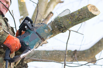 Winter garden. A man cuts a branch from a tree with an electric saw. The man works with an electric saw. Sawdust flies from the work of the saw. Pruning trees in winter. Tree. Wood.