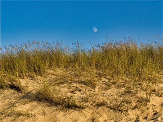 Arena de playa con vegetaci&oacute;n formando dunas en la localidad costera portuguesa de Ovar