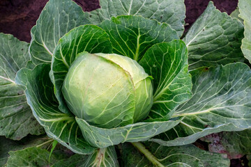 Fototapeta premium Cabbage head with green leaves in the garden during ripening