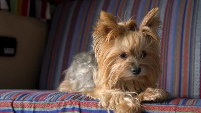 Un perro peque&ntilde;o y adorable, Yorkshire Terrier, mirando el paisaje sentado en un asiento de un veh&iacute;culo.