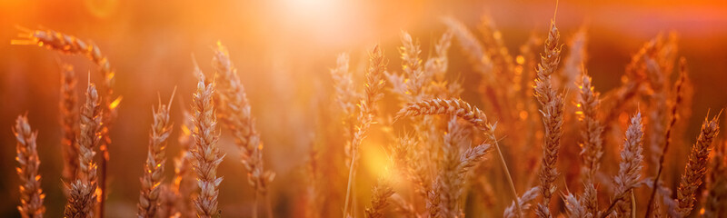 Spikelets of wheat in the field during sunset, panorama