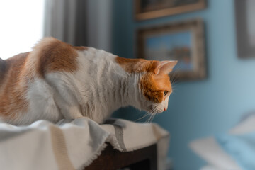 close up. brown and white cat with yellow eyes in the living room. profile view