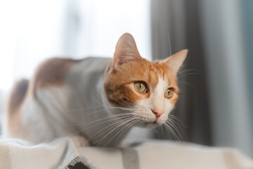 close up. brown and white cat with yellow eyes in the living room