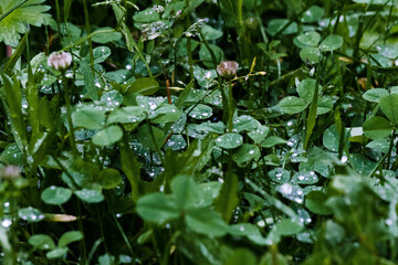 Obraz na płótnie Canvas water drops on a green leaf