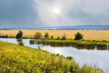 Summer landscape with river and wheat field in the distance, grass on the shore river