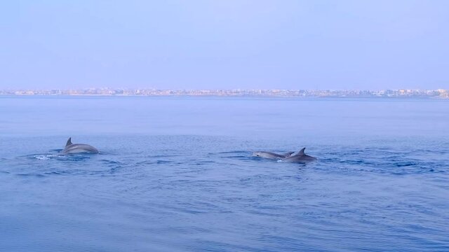 Dolphins jumping in the sea, Spain, mediterranean sea, Common bottlenose dolphins play in the sea, Costa Blanca 2021