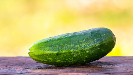 Ripe fresh cucumber on a wooden surface with a blurred background