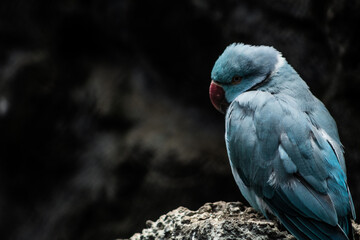 Ave azul descansando en cueva en México 