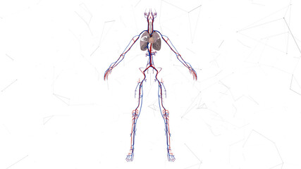 3d rendered illustration of Female Cardio Vascular system v2. High quality 3d illustration