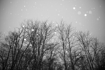 Snowglobe Treeline