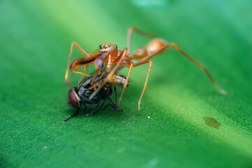 ant on leaf