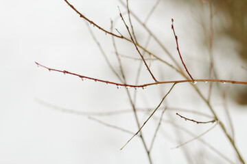willow branches with raindrops on a white snowy background in spring