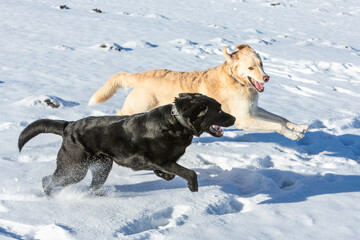 two dogs run in the snow