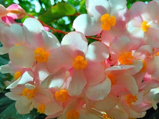 pink and white begonia flowers
