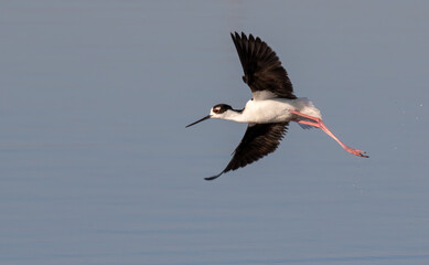 Black-necked stilt (Himantopus mexicanus) flying over tidal marsh, Galveston, Texas, USA