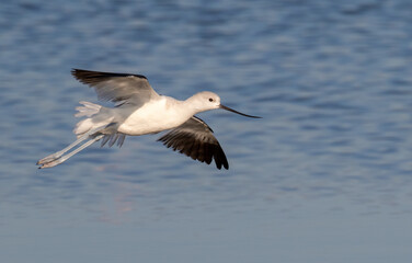 American avocet (Recurvirostra americana) in winter plumage flying over tidal marsh, Galveston, Texas, USA