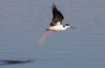 Black-necked stilt (Himantopus mexicanus) taking off in tidal marsh, Galveston, Texas, USA