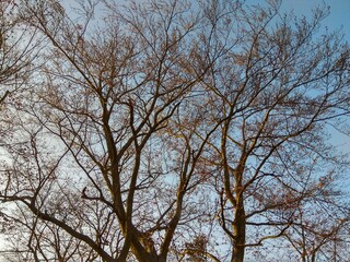 Fototapeta premium Deep forest in Europe with river and lake