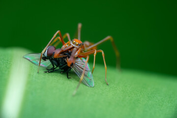 ant on leaf