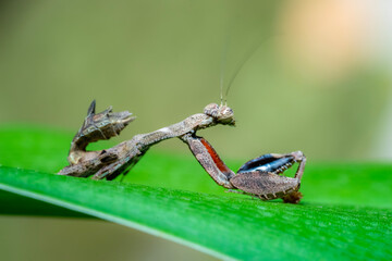praying mantis on leaf