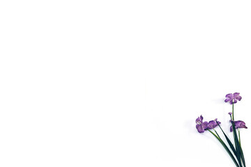 Purple Crocus flowers with green leaves isolated on white 