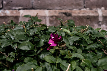 Flor creciendo en arbusto 