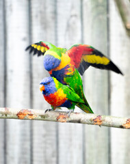 parrots on a branch mating