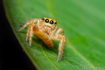 spider on leaf