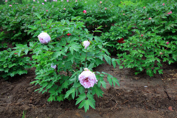 Blooming peonies in the park, China