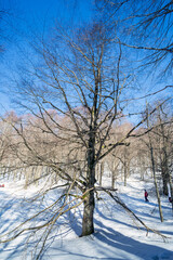 The forest of Mount Livata with snow