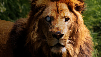 León viejo con ojo de vidrio 
