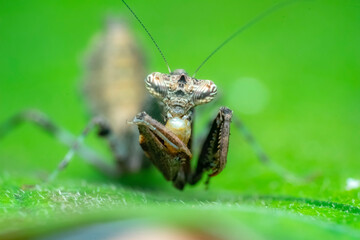 grasshopper on a leaf