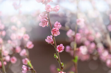 Pink cherry blossom in a sunlight. Spring background or phone wallpaper