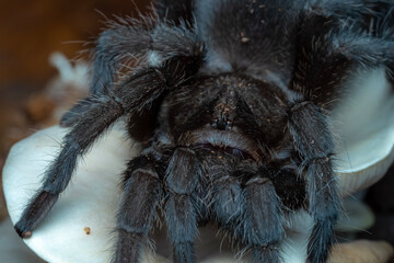 spider on black