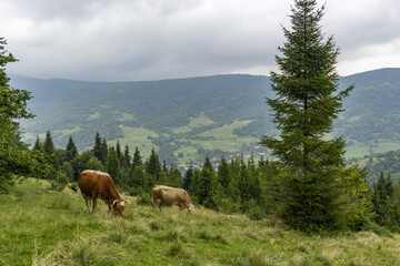 Fototapeta na wymiar Cows Graze in the Carpathian mountains Meadow. Travel background. Majestic view on beautiful foggy Carpathian mountains Meadow